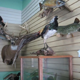 Taxidermy Shop organized on Storewall Panels